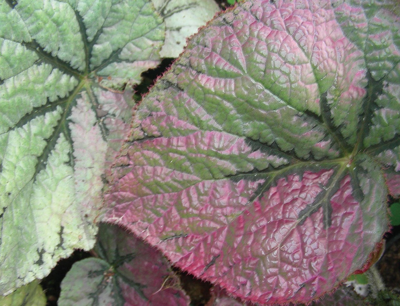 B. ‘Logan Rainbow’